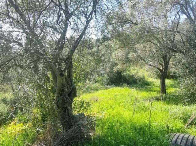 com ruína em S. tolomeu de Messines, Silves, zimbreira