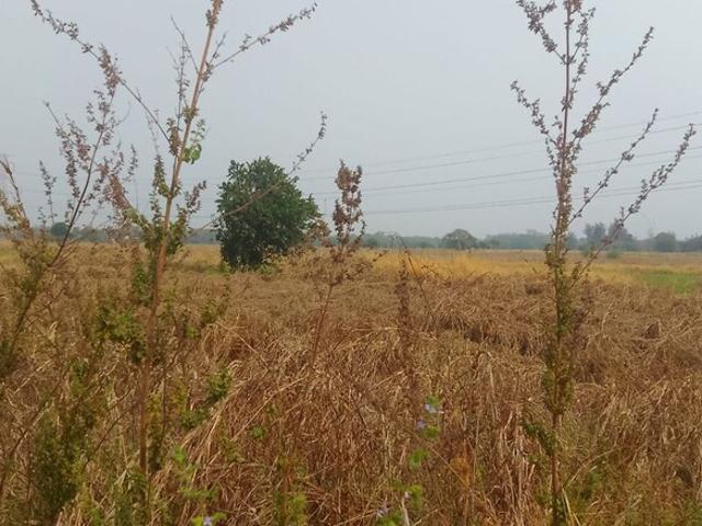 Commercial Land 1089 Sq.Ft. In Jasai Navi Mumbai Listing ID: #10050