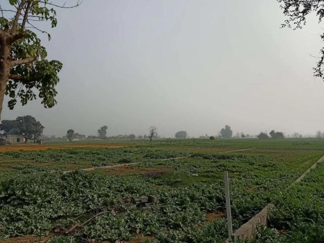 Commercial plot is available for sale Gujrat ID 59018