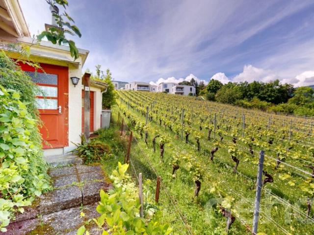 Cocon à créer avec vue dégagée sur les vignes