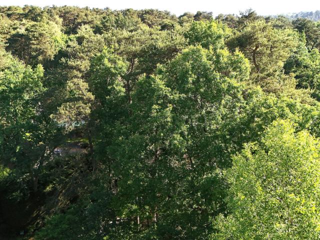 COEUR DE FORET DE NOISY SUR ECOLE MAISON INDIVIDUELLE