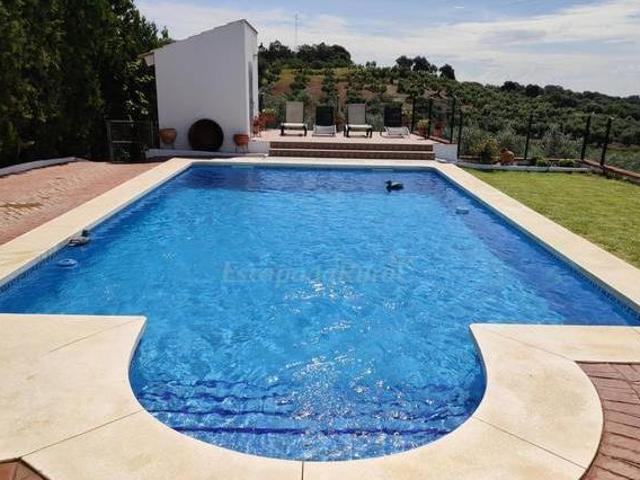 Colladopino
