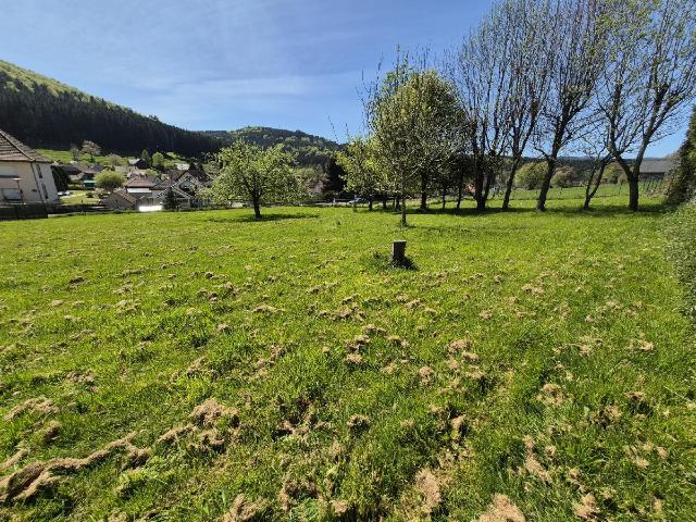 Colroy la Roche Vente Terrain 67
