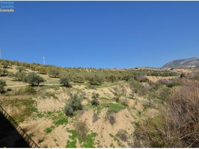 CORTIJO CON FINCA DE OLIVOS