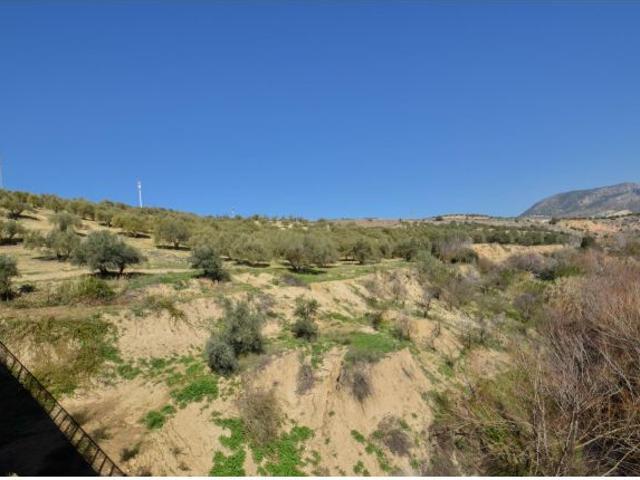 CORTIJO CON FINCA DE OLIVOS