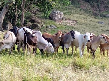 Cortijo de alto standing de 10500000 m2 en venta Honda, Departamento de Tolima