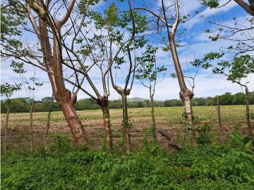 Cortijo de alto standing de 100000 m2 en venta Horconcitos, Panamá
