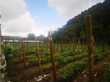Cortijo de alto standing de 150000 m2 en venta Volcán, Provincia de Chiriquí