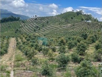 Cortijo de alto standing de 202000 m2 en venta Caldas, Departamento de Antioquia