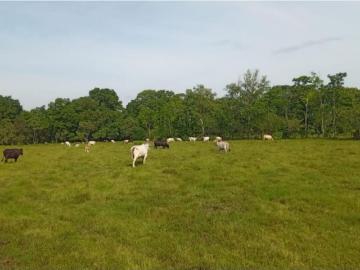Cortijo de alto standing de 2590000 m2 en venta Bugaba, Provincia de Chiriquí