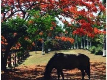 Cortijo de alto standing de 30000 m2 en venta Chame, Panamá