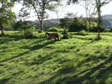 Cortijo de alto standing de 3010000 m2 en venta Victoria, Departamento de Caldas