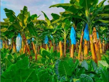 Cortijo de alto standing de 3227500 m2 en venta Babahoyo, Ecuador