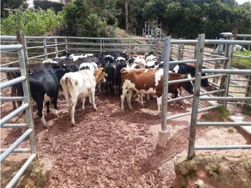 Cortijo de alto standing de 371200 m2 en venta Santa Rosa de Osos, Departamento de Antioquia
