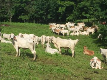 Cortijo de alto standing de 3945 m2 en venta Soná, Panamá 130928 LuxuryEstate. Com