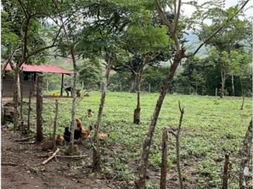 Cortijo de alto standing de 290000 m2 en venta Ciudad de Panamá, 129270 LuxuryEstate. Com