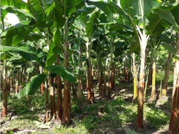 Cortijo de alto standing de 435200 m2 en venta Calarcá, Quindío Department
