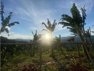 Cortijo de alto standing de 480000 m2 en venta Cartago, Colombia
