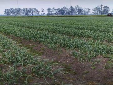 Cortijo de alto standing de 600000 m2 en venta Mosquera, Colombia