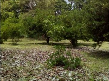 Cortijo de alto standing en venta Coclé, Provincia de Coclé 130848 LuxuryEstate. Com