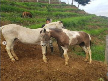 Cortijo de alto standing en venta Cali, Departamento del Valle del Cauca
