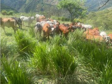 Cortijo de alto standing en venta Aguadas, Departamento de Caldas