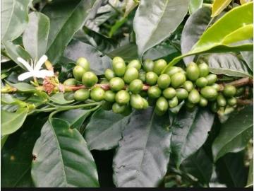 Cortijo de alto standing en venta Boquete, Panamá