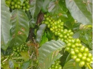 Cortijo de alto standing en venta Betulia, Colombia