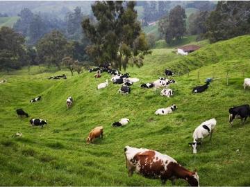 Cortijo de alto standing en venta Gómez Plata, Departamento de Antioquia