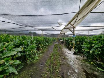 Terreno / Solar en venta Facatativá, Colombia