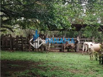 Cortijo de alto standing en venta Horconcitos, Panamá