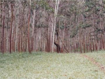 Cortijo de alto standing en venta La Chorrera, Panamá Oeste 130036 LuxuryEstate. Com