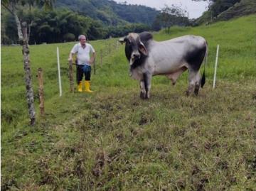 Cortijo de alto standing en venta La Virginia, Departamento de Risaralda