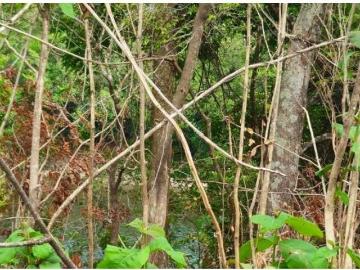 Cortijo de alto standing en venta San Félix, Panamá 130084 LuxuryEstate. Com