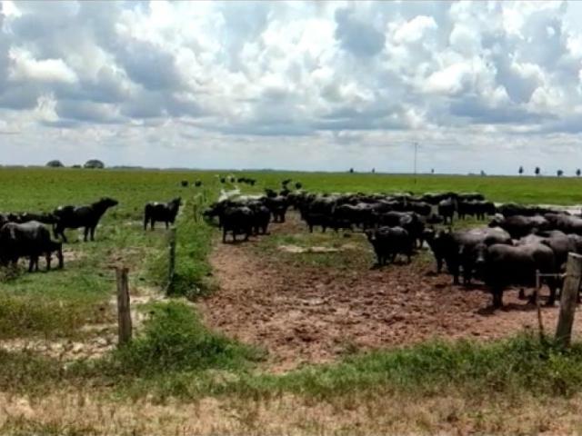 Cortijo de alto standing en venta San Fernando de Apure, Estado Apure