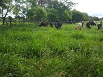 Cortijo de alto standing en venta Santiago de Veraguas, Provincia de Veraguas