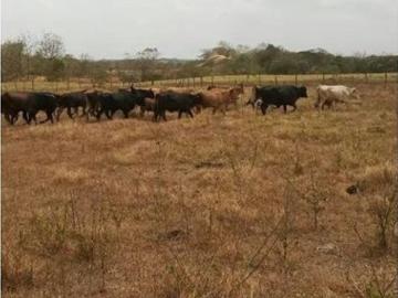Cortijo de alto standing en venta Pacora, Provincia de Panamá