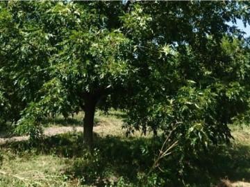 Cortijo de alto standing en venta Rancho San Buenaventura, Chihuahua