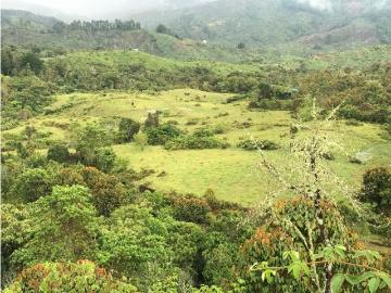 Cortijo de alto standing en venta Támesis, Departamento de Antioquia