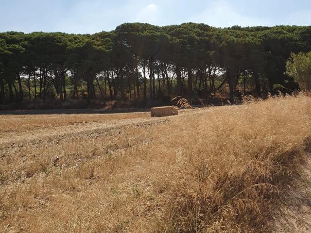 CORTIJO EXPLOTACION AGRARIA Y OLIVAR EN PRODUCCION FRENTE A LA BARROSA