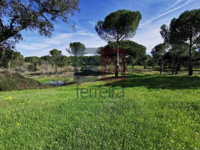 Coruche Coruche 94254533
