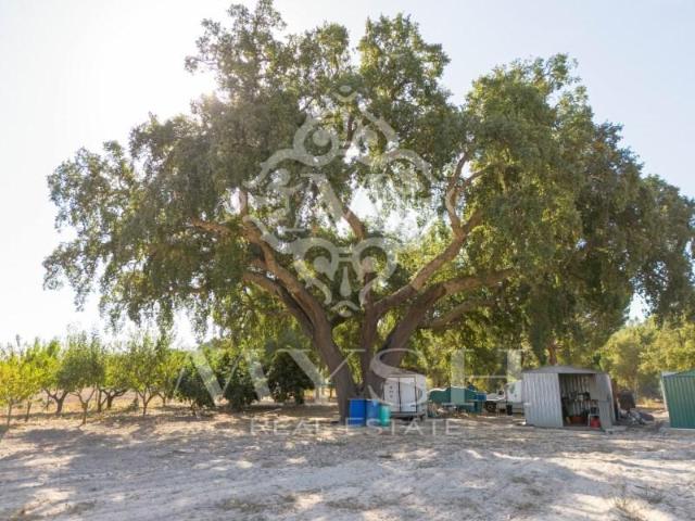 Coruche Coruche 96495181