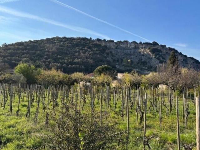Cornas Vente Terrain 07