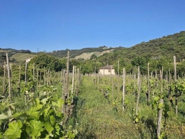 Cornas Vente Terrain 07