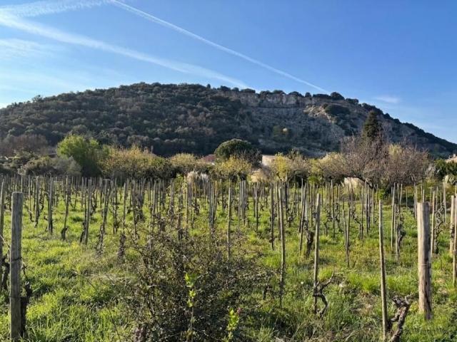 Cornas Vente Terrain 07