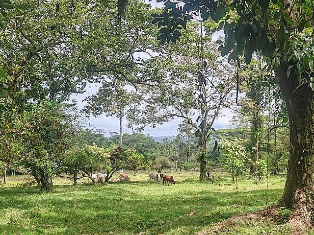 Costa Rican Building Lots Available With Services