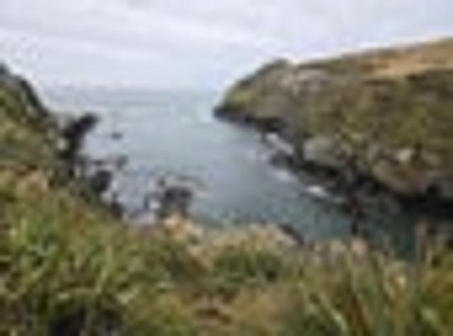 Crayfish & Paua on your Doorstep