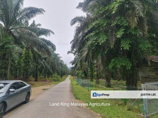 Crude Palm Oil Land for sale @ Kuala Krau