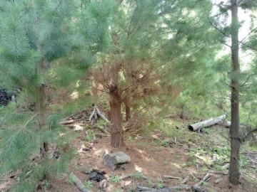 Curepto, 70ha de Bosque 97283