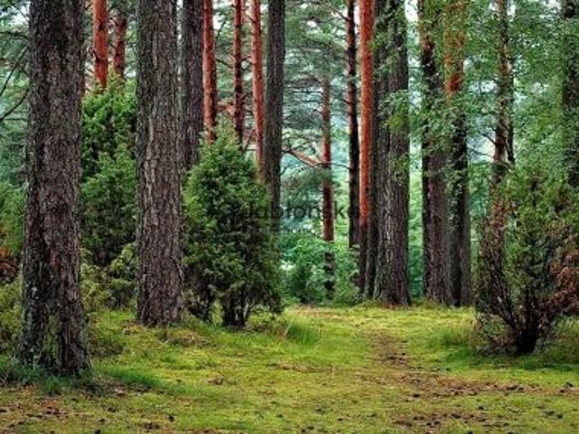 Dąbrowa Chełmińska, 19000 m² Działka
